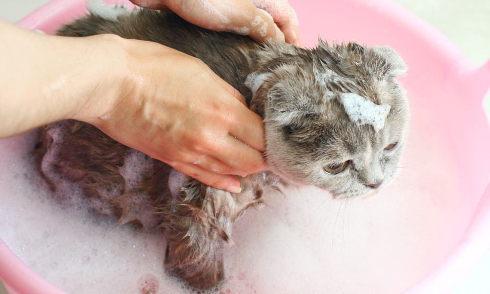 Female hands washing small cat with soap