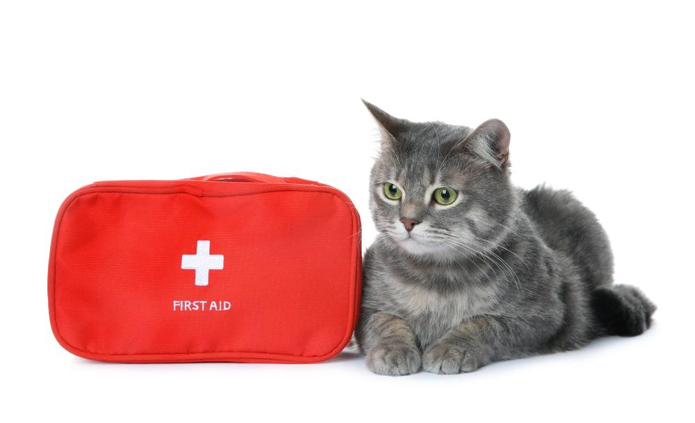 First aid kit and cute cat