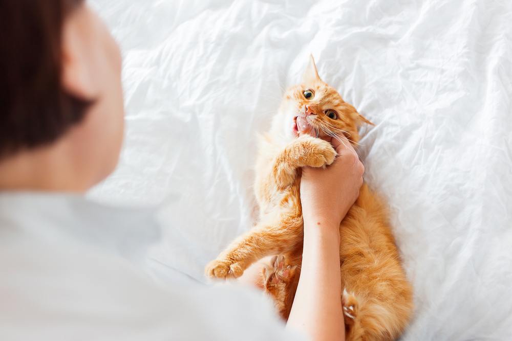 Ginger cat bites woman's hand