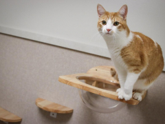 GoodVets Cat At Vet