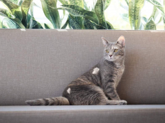 GoodVets Cat At Vet