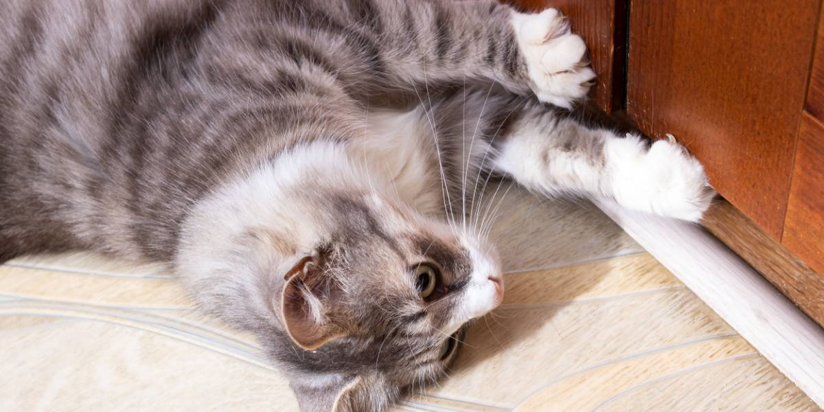 Cat scratching outlet door at night