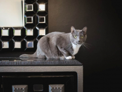 Grey & White Short Hair Tuxedo Cat Indoor At Home