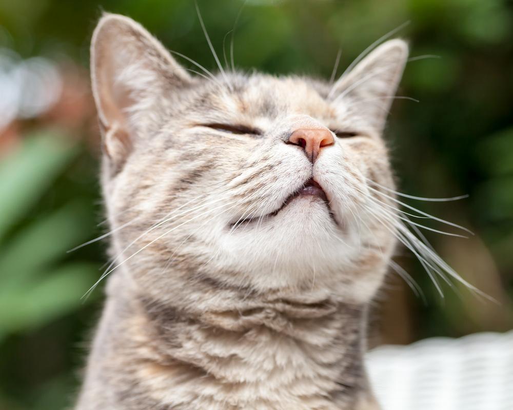 Gato atigrado de carey gris y jengibre olfateando