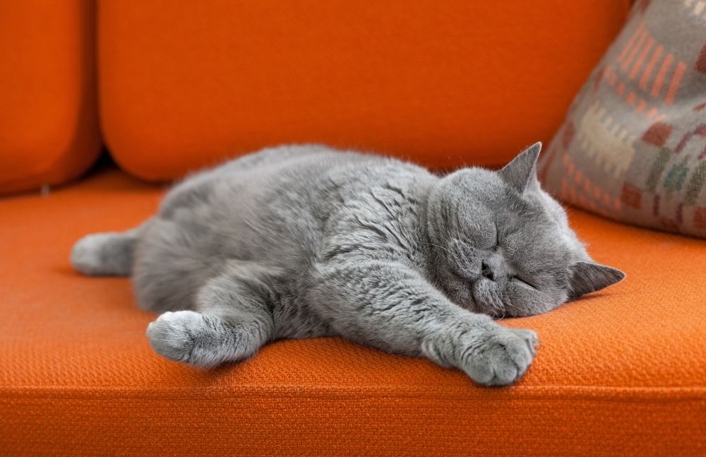 Grey shorthair cat sleeping on sofa