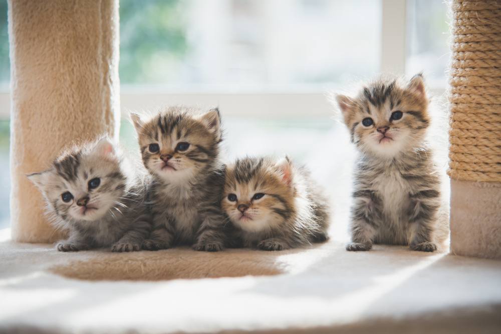 Gatitos persas del grupo que descansan en la torre del gato