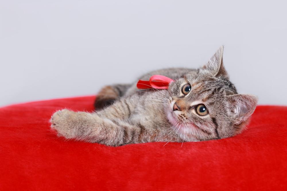  Kitten with red bow rests