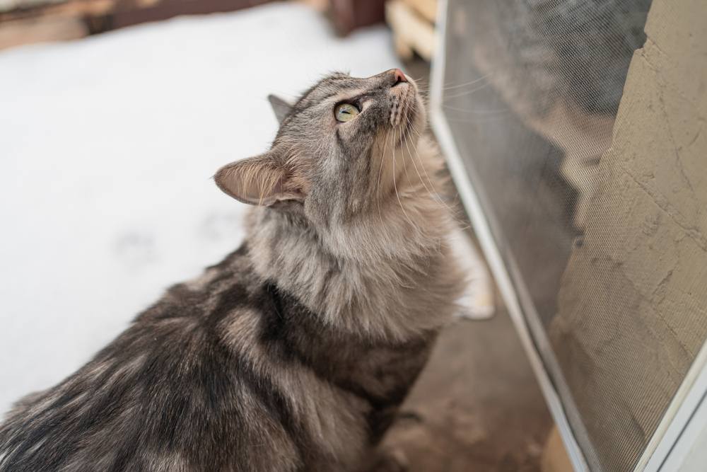 El gato Maine Coon mira con curiosidad la puerta principal