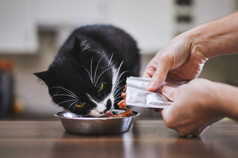 Hombre alimentando a su gato hambriento