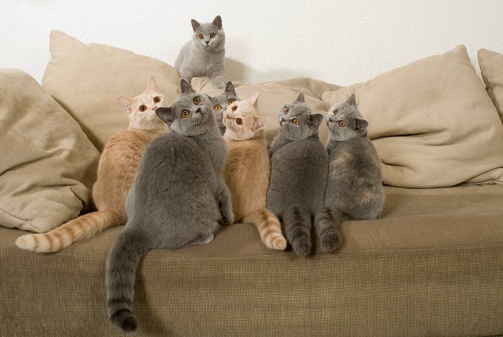 Muchos gatos están sentados en un sofá y mirando hacia arriba.