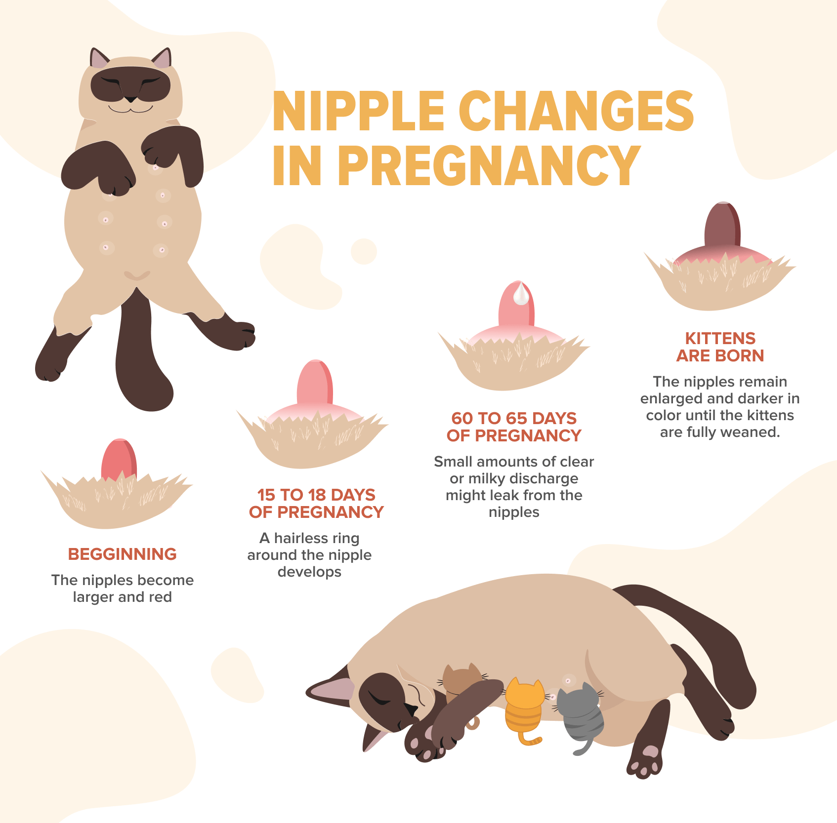 Nipple Changes In Pregnancy