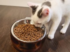 Nulo Freestyle Cat & Kitten Turkey & Duck Kibble Dry Food