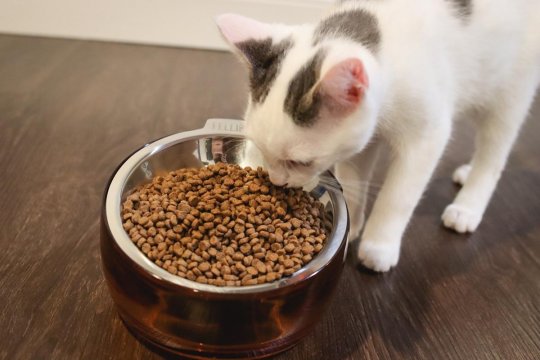 When Can Kittens Eat Dry Food?