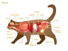 An image related to feline organs, possibly illustrating the anatomy of a cat's internal organs.
