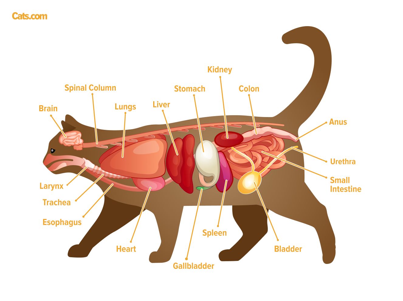 An image related to feline organs, possibly illustrating the anatomy of a cat's internal organs.