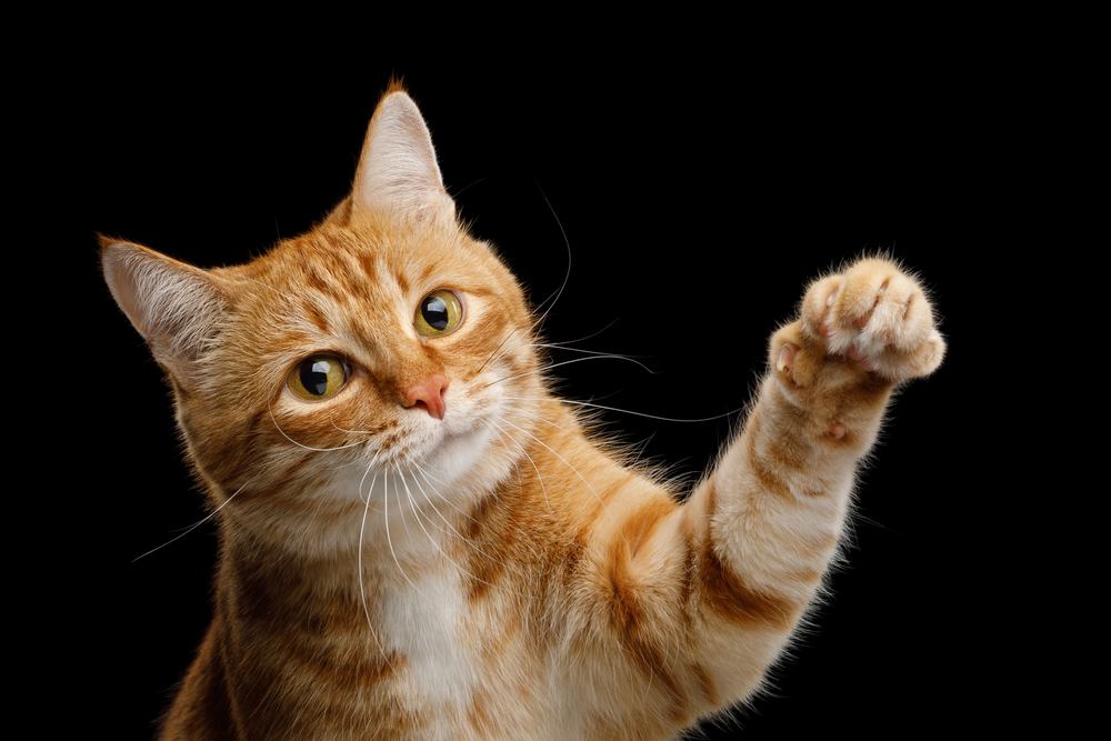 Portrait of Playful Ginger Cat Raising up Paw