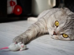 Scottish Fold cat lies on the floor and reaches with its paw