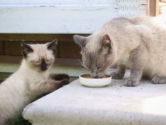 Siamese Cat Kittens Eating Wet Dry Food