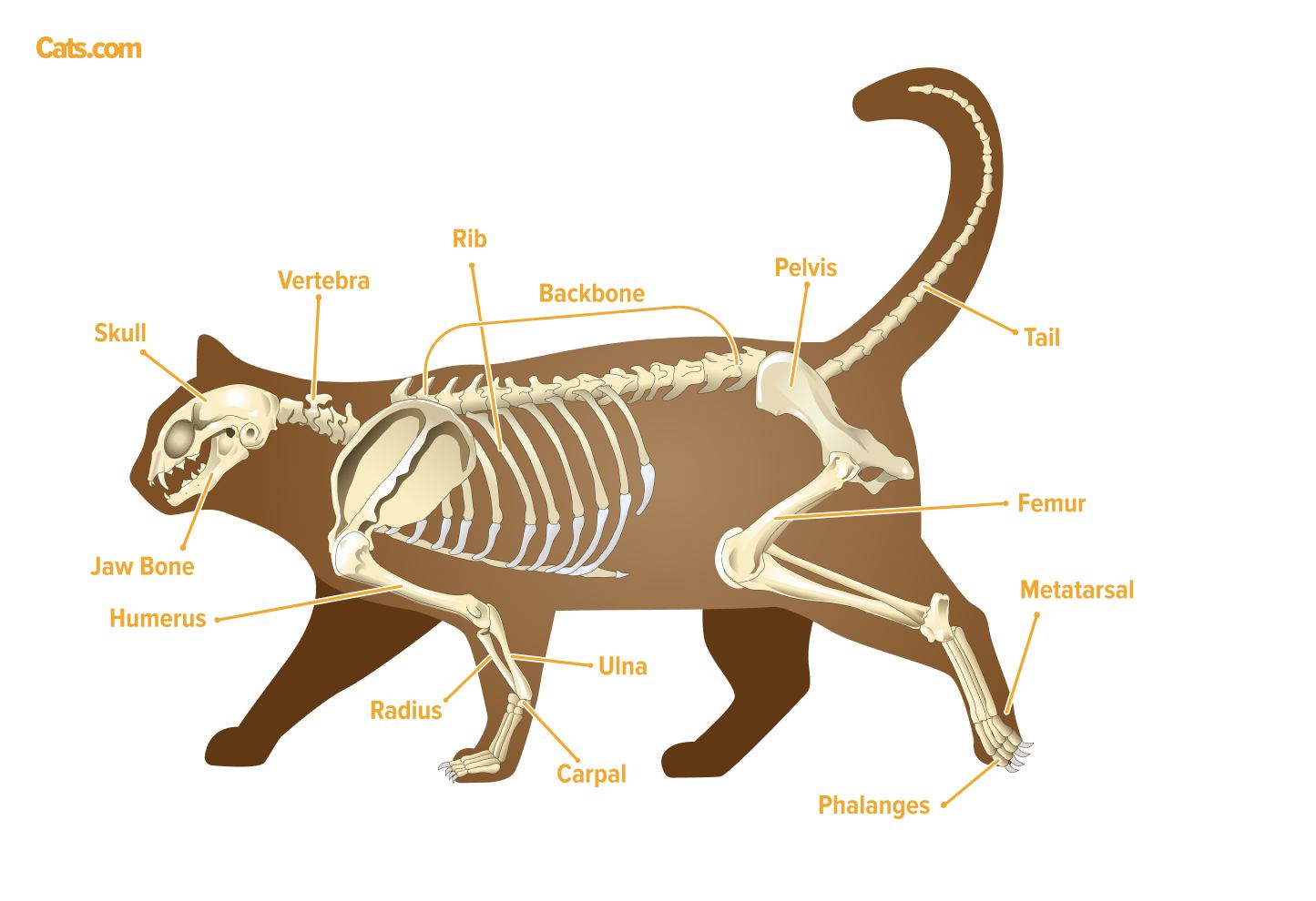 Your cat's tail is part of their skeletal anatomy, accounting for 10% of all the bones in the body!