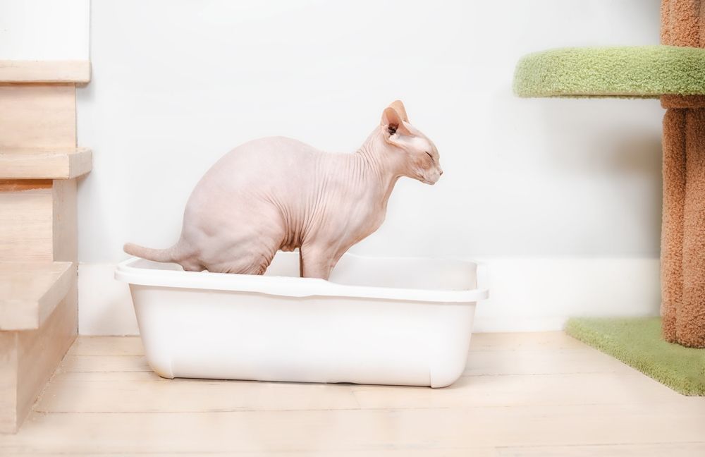 Sphynx cat using litter box or toilet.