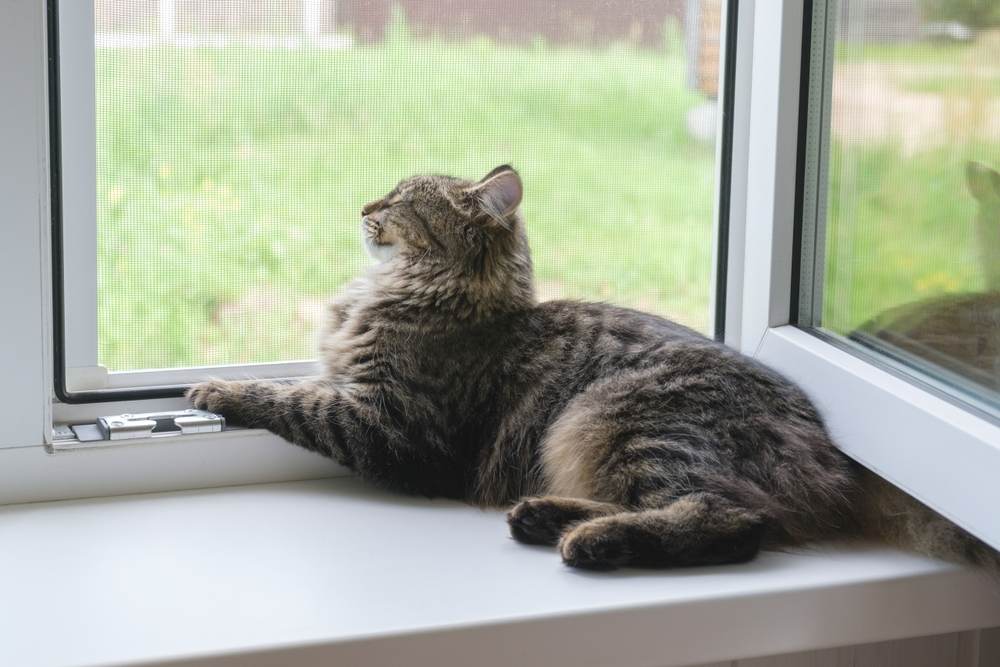 Tabby kitten sitting on the windowsill in summer.