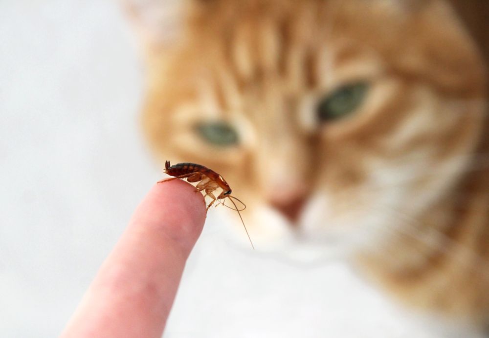 The Turkestan cockroach and cat