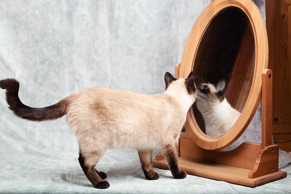 The cat looks at itself in a wooden-framed desk mirror.