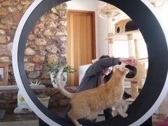 Cat wheel featured image
