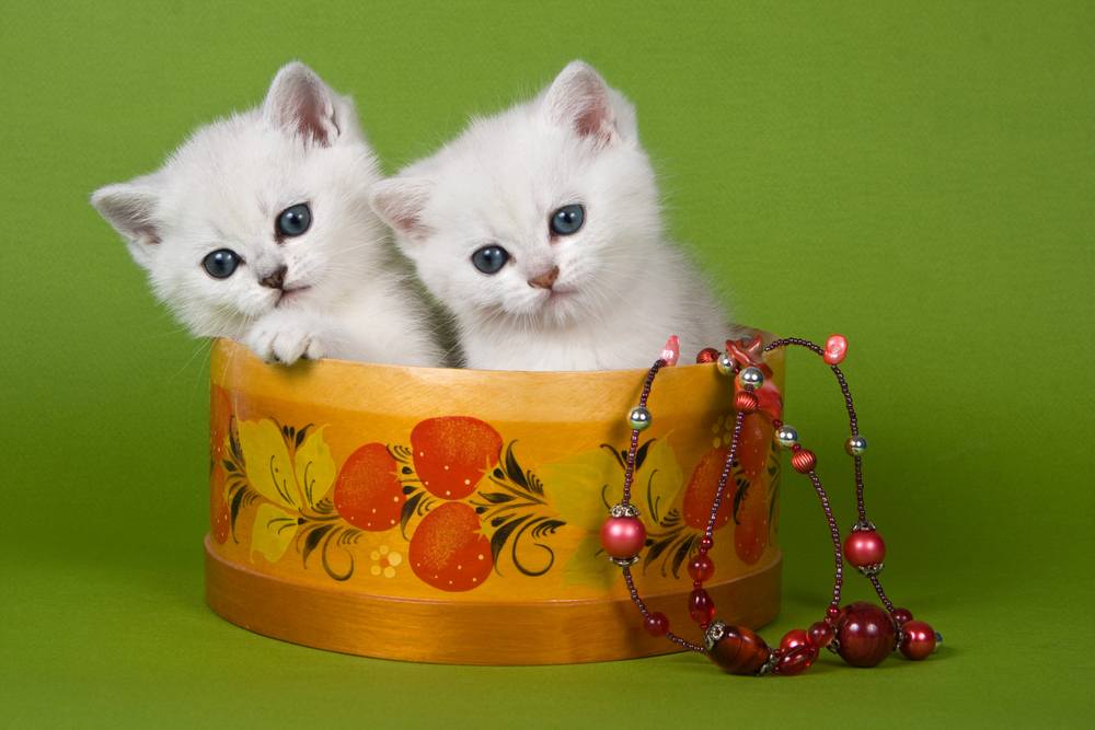 Dos gatitos mullidos blancos