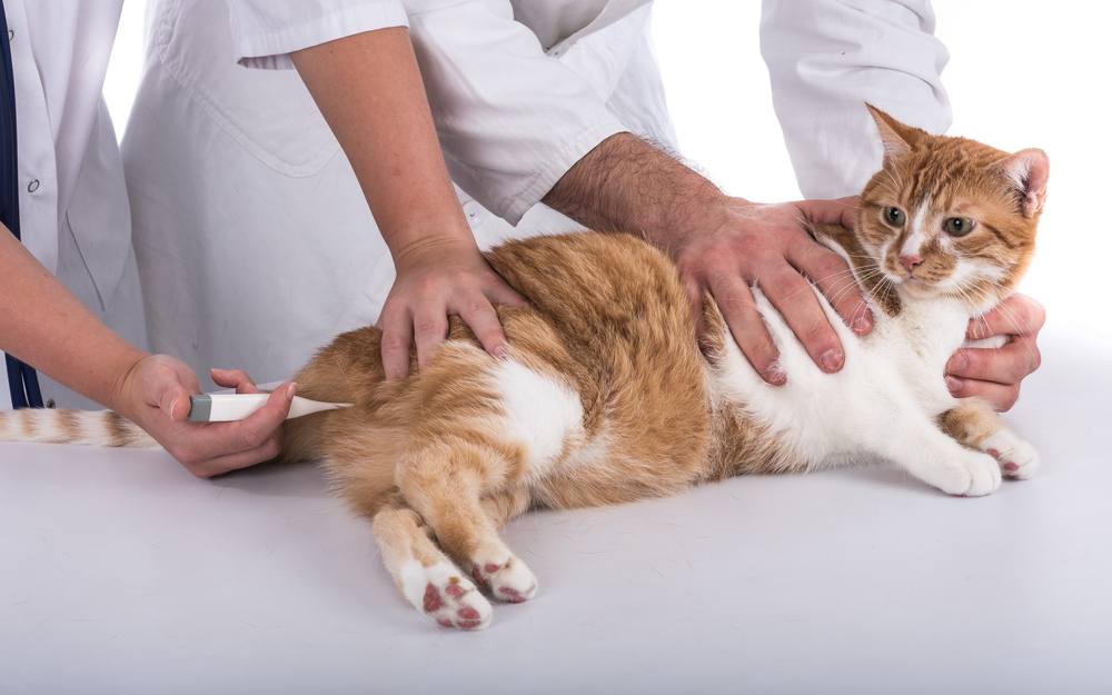 Veterinarian taking temperature of a cat
