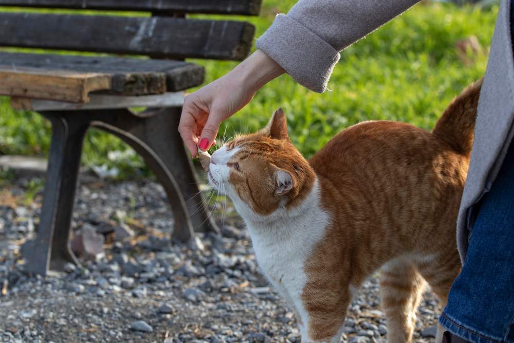 Woman feeds a stray cat