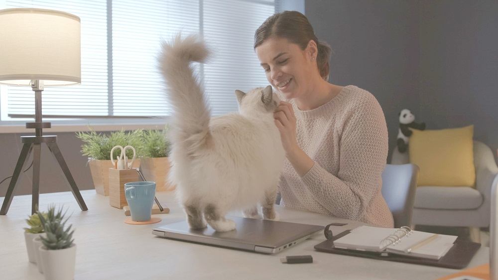 Mujer sentada en el escritorio en casa y abrazando a su adorable gato
