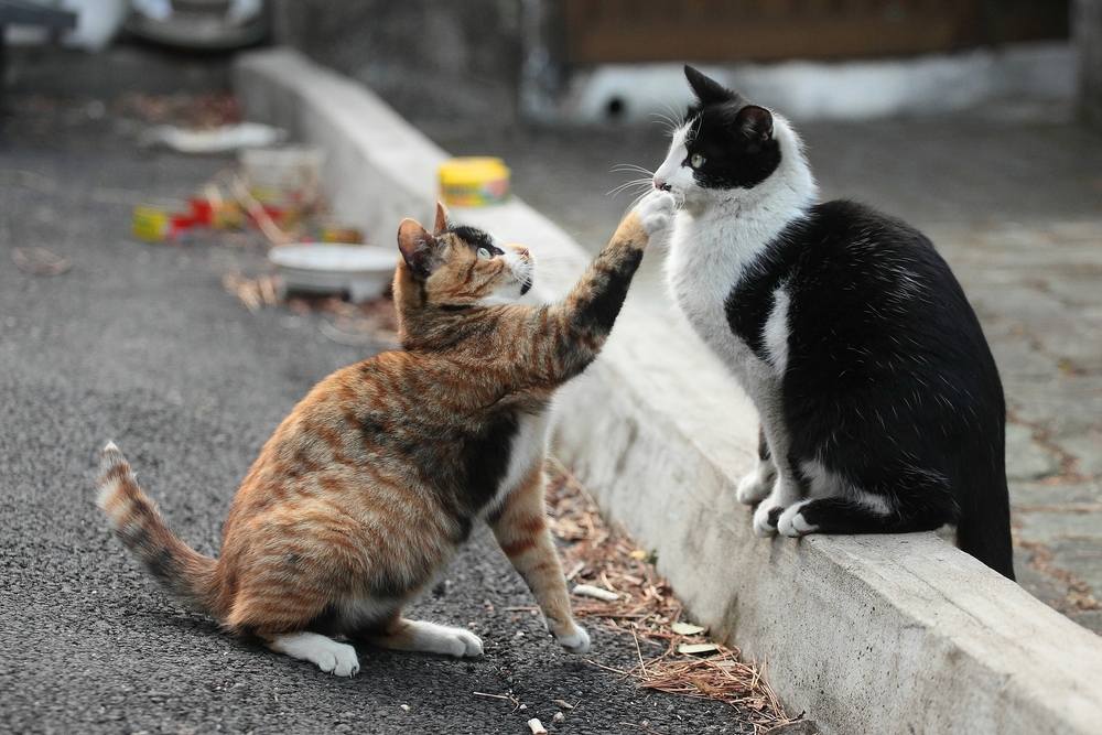 a cat reaching out to a sitting friend