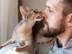 abyssinian kitten gently biting bearded man's nose