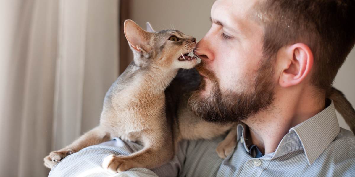 Abyssinian kitten playfully nibbling the nose of a bearded man, showcasing a delightful moment of interaction and affection between species.
