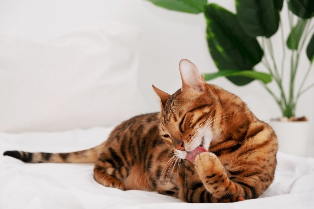 bengal cat licking paw