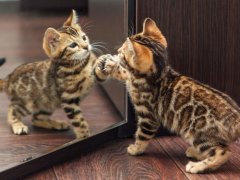 bengal kitten looking into the mirror