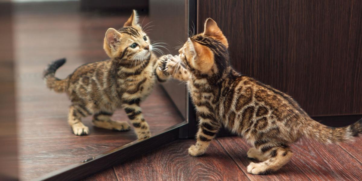 bengal kitten looking into the mirror