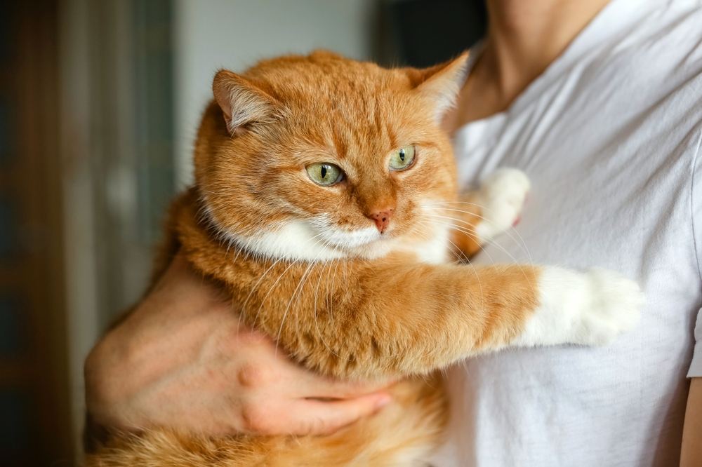 Portrait of a large, chubby ginger cat.
