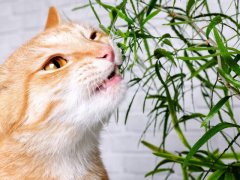 cat and a green plant