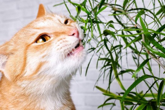 Why Do Cats Open Their Mouths When They Smell Something?