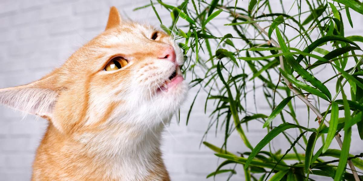 An image showcasing a cat's interaction with a green plant, reflecting its curious nature and the exploration of its environment.