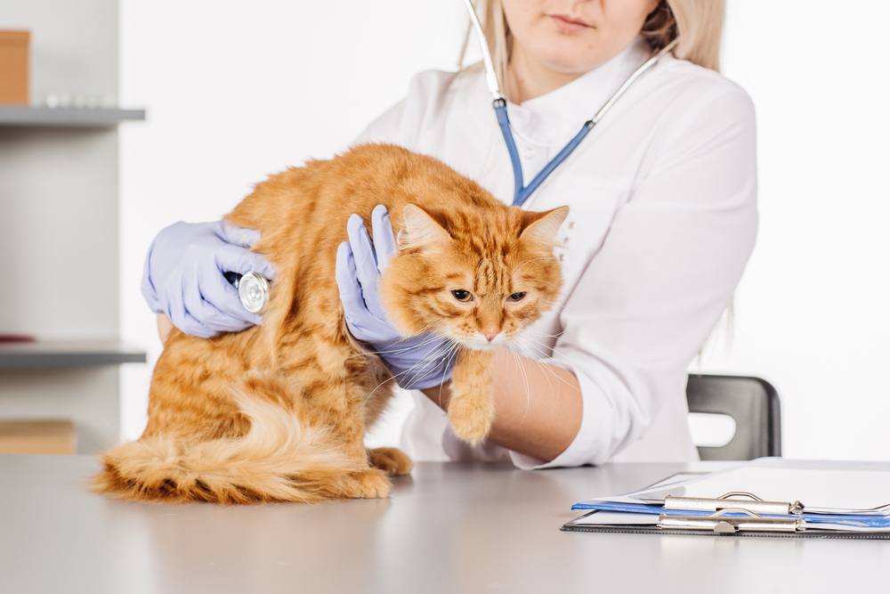 cat check up at animal hospital