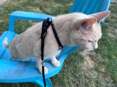 cat harness
