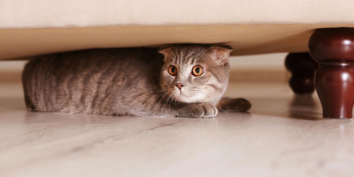 cat hiding under furniture at home