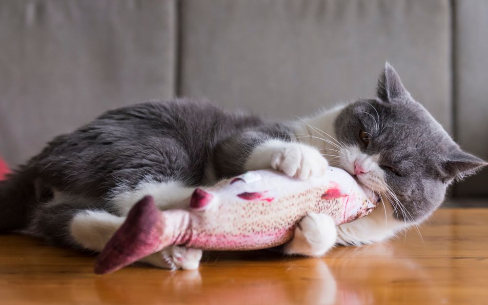 cat holding and biting toy fish