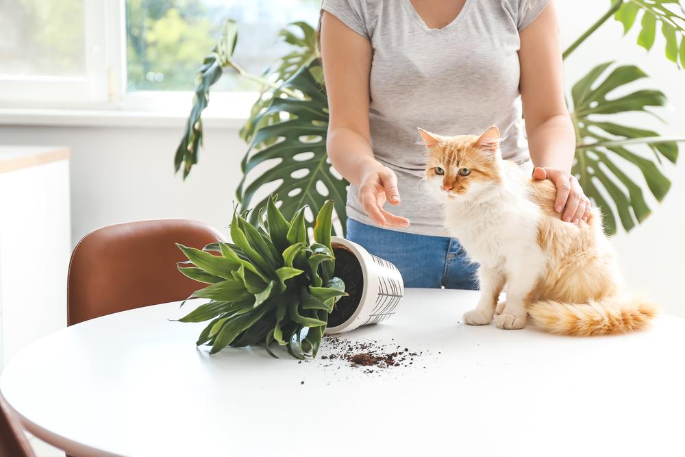 cat knock house plant looks away at owner