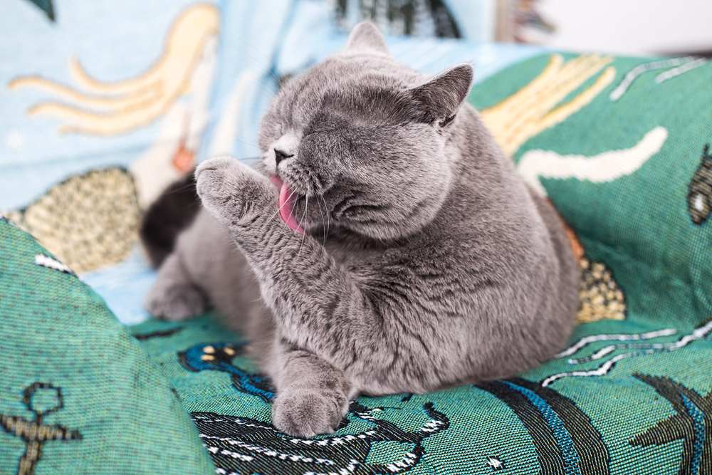 cat licks its fur with its tongue