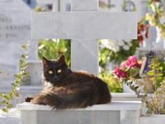 cat on graveyard