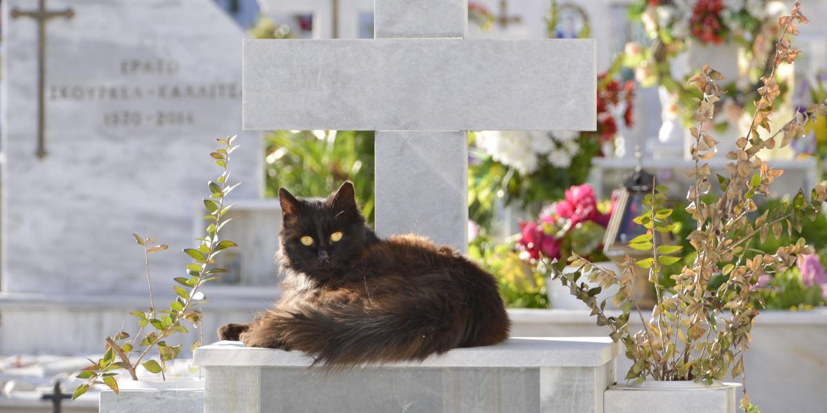 cat on graveyard